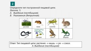 Биология 7 класс. Моделирование №1. Построение пищевых цепей и сетей