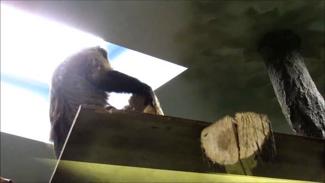 Бурые  капуцины едят хлеб. 15.12.18 г. смотреть онлайн