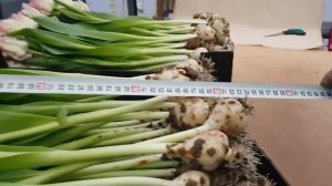 Выгонка тюльпана к 8 марта сорт Кабанна