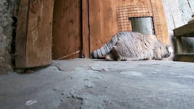 Скрытая съемка охоты манула Тимофея ?