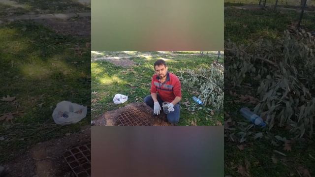 SOFORA JAPONİCA (SOPHORA JAPONİCA) TOHUMU ÇİMLENDİRME VE FİDAN DİKİMİ смотреть онлайн