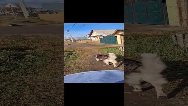 export_8234797959119926419.mp4