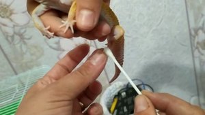 Как линяет ящерица, помогаем бедняжке