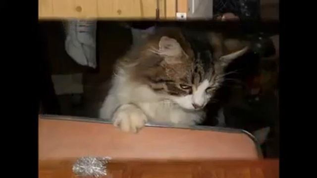 Кошки - пенсионерки смотреть онлайн