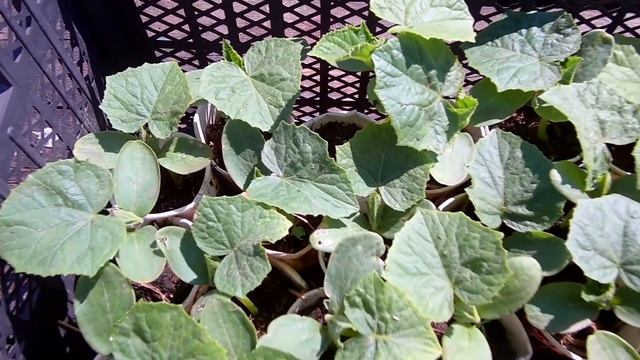 Как вырастить крепкую рассаду огурцов / Хочешь быть с огурцами делай так смотреть онлайн