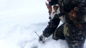 Хариус в феврале . Семейная рыбалка