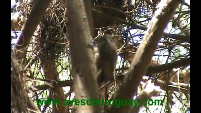 Veniliornis spilogaster - Carpintero manchado смотреть онлайн