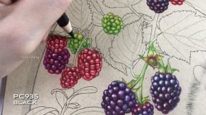 BERRYLAND - Part 1: Blackberries & Leaves Coloring // Chris Cheng