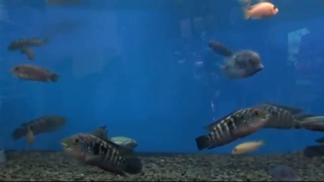 Видео-релаксация от Избариума. Рыбки в аквариуме. Relax смотреть онлайн