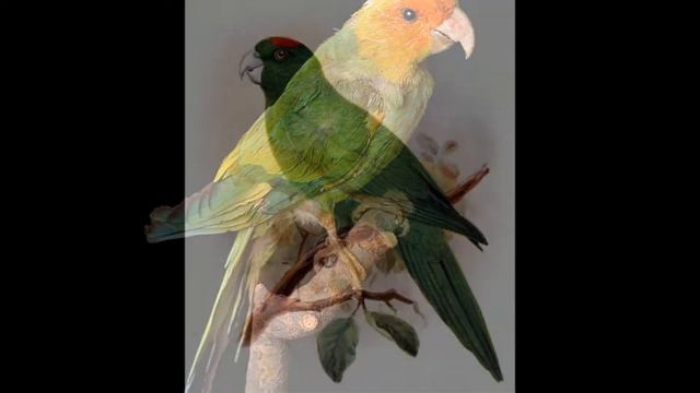 Экзотические попугаи часть 2\вымершие попугаи смотреть онлайн