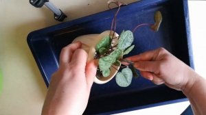 Альпийская фиалка. Перевалка рассады