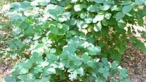 Птелея I Рtelea trifoliata