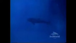 Katina Giving Birth To Kalina