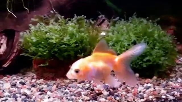 Золотые рыбки - первый день в аквариуме смотреть онлайн