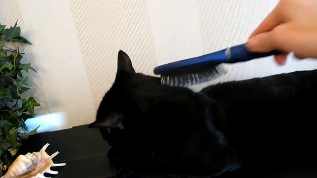 кот под расческой смотреть онлайн