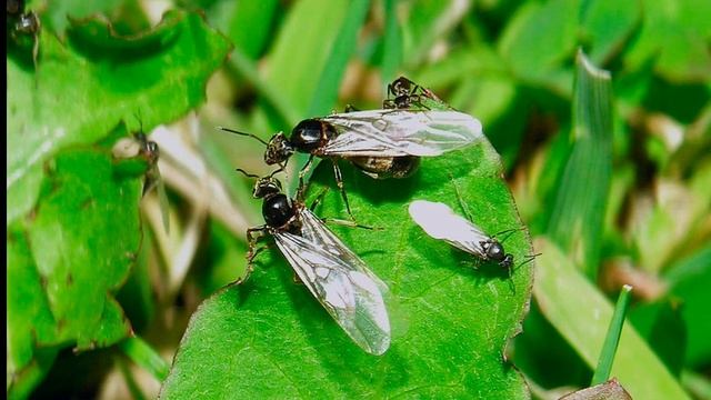 Лет у муравьёв смотреть онлайн