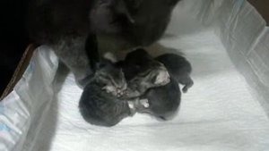 Котята только родились)))