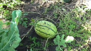 Корневая система арбуза глубина и расположение. Корни арбузов. Семейство бахчевых. Корневая арбуза. Корни арбузов.