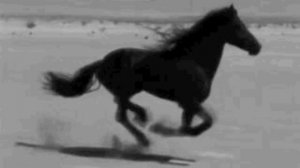 Миро Грай- Витька Ромачка| АВФ| Цыганские песни | 2023