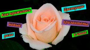 19 июня 2019 - Смотрим как прижились новые саженцы роз. Часть 2