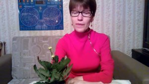 Мои комнатные растения: как заставить цвести каланхоэ