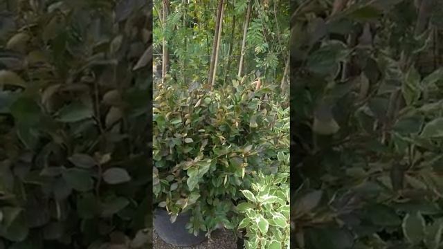 КИЗИЛЬНИК БЛЕСТЯЩИЙ для живой изгороди #ландшафтныйдизайнворонеж #кизильник #живаяизгородь