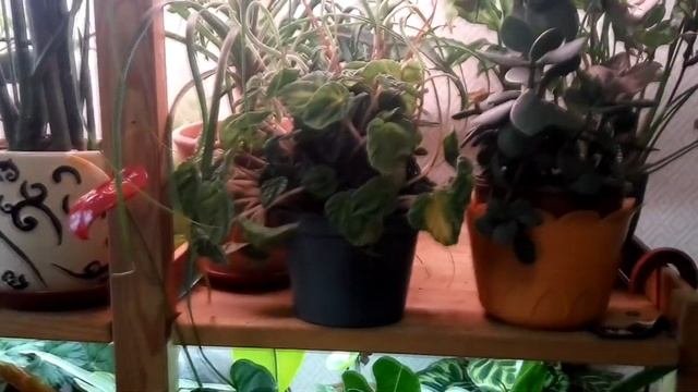 АСПЕКТЫ ВЫРАЩИВАНИЯ КОМНАТНЫХ РАСТЕНИЙ  ноябрь, декабрь
