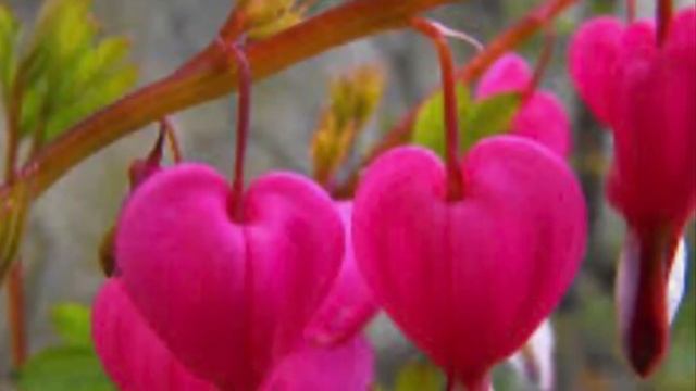 Рождественский-Все Начинается с Любви смотреть онлайн