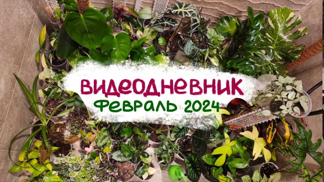 ВИДЕОДНЕВНИК цветовода | Февраль 2024 | Пересадки, распаковка, обработка, посев семян ? смотреть онлайн