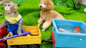 Baby Monkey KiKi goes shopping to buy cars at the supermarket and play with puppy | KUDO ANIMAL KIK