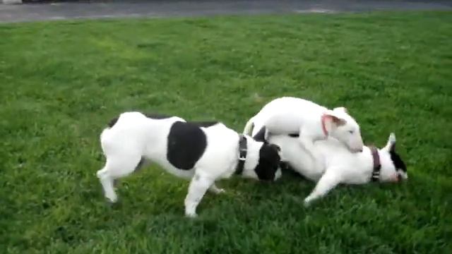 Булики.... смотреть онлайн