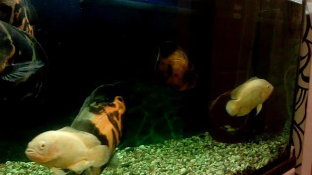 Отдам Астриков смотреть онлайн