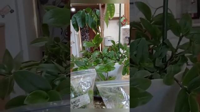 результат укоренения черенков цитрусовых