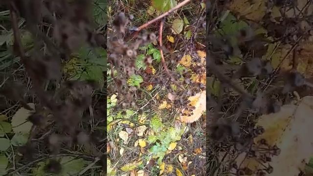 Ежевика ремонтантная чёрная магия обзор