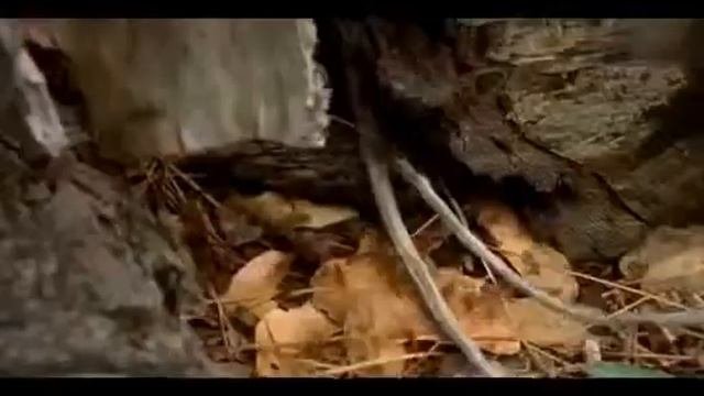 Муравьи колонизаторы