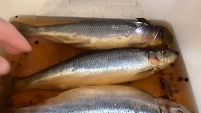 Как ВКУСНО засолить СЕЛЬДЬ. Малосольная сельдь в домашних условиях.