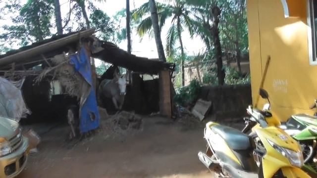 19. Как собирают кокосы. Парная йога. Арамболь. За день до отъезда смотреть онлайн