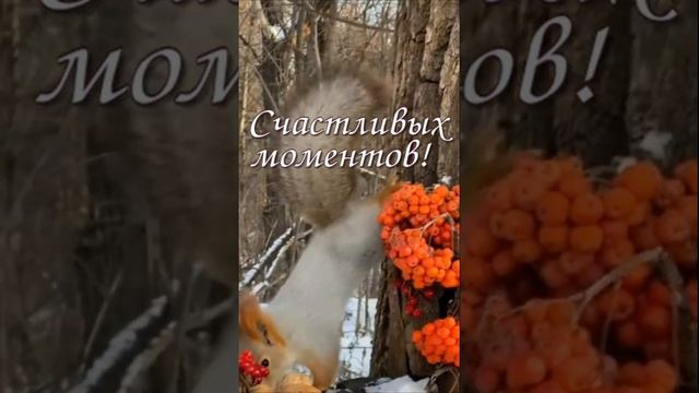 Радости и позитива на весь день! Лучшие пожелания на хороший и яркий день! #shortsvideo #открытки смотреть онлайн