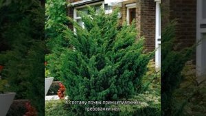Можжевельник китайский: лучшие сорта, описание, посадка и выращивание