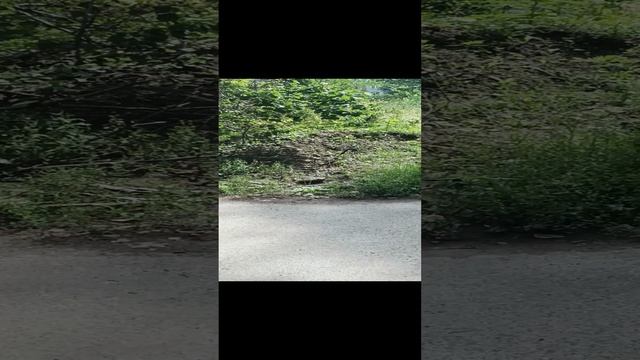 Луганск годовалые Опасные