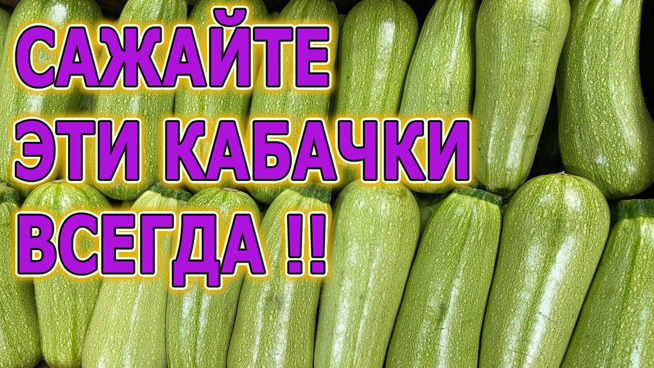 ЕЖЕГОДНО САЖАЕМ ЭТОТ КАБАЧОК И СОБИРАЕМ ТАКИЕ УРОЖАИ, ЧТО ДЕВАТЬ НЕКУДА! ВЫРАЩИВАНИЕ КАБАЧКОВ