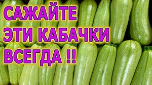 ЕЖЕГОДНО САЖАЕМ ЭТОТ КАБАЧОК И СОБИРАЕМ ТАКИЕ УРОЖАИ, ЧТО ДЕВАТЬ НЕКУДА! ВЫРАЩИВАНИЕ КАБАЧКОВ