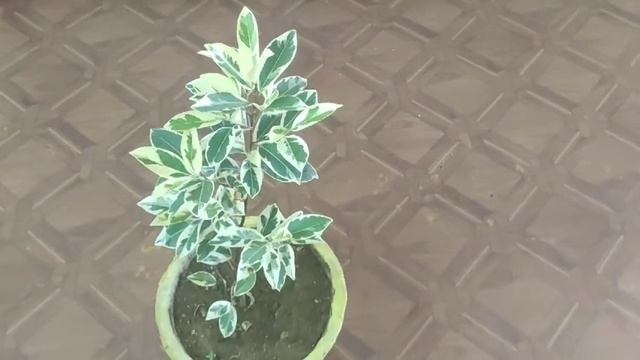 How to grow starlight ficus I care of starlight ficus I ficus benjamina care I Easy tips II смотреть онлайн