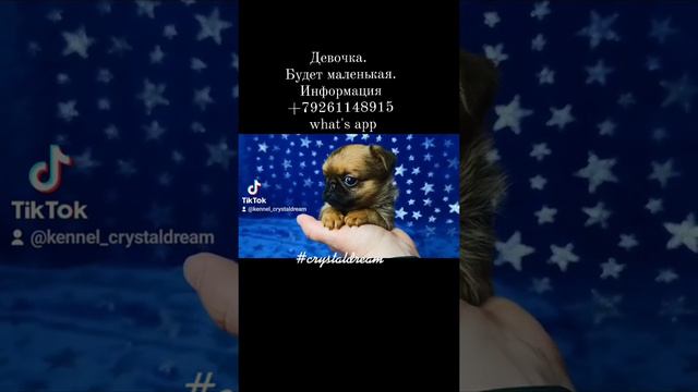 Пти брабансон девочка из питомника Хрустальная мечта. Май 2022. 79261148915