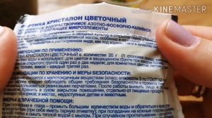 Антуриум. Уход за отростком антуриума. Первый полив с удобрением.