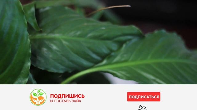 Женское счастье Спатифиллум Как правильно Ухаживать? Приметы