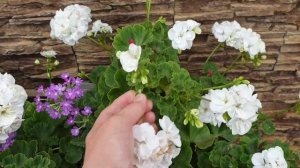 ???Пеларгонии в нашем саду.