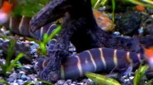 Акантофтальмус и макробрахиум.