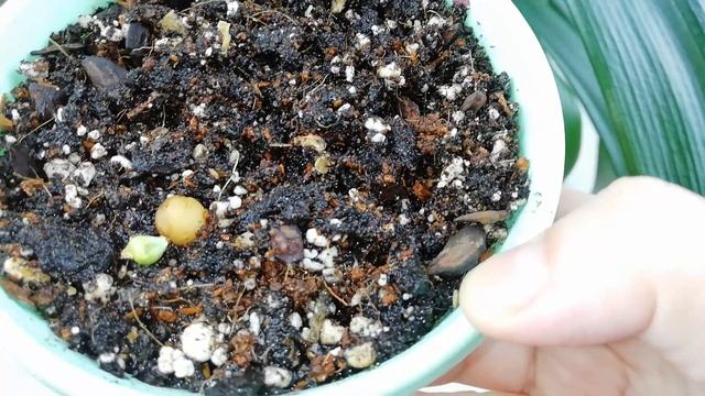 Кливия снова цветёт. Снимаю семена. Посадка семян Кливии. смотреть онлайн