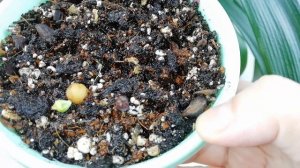 Кливия снова цветёт. Снимаю семена. Посадка семян Кливии.